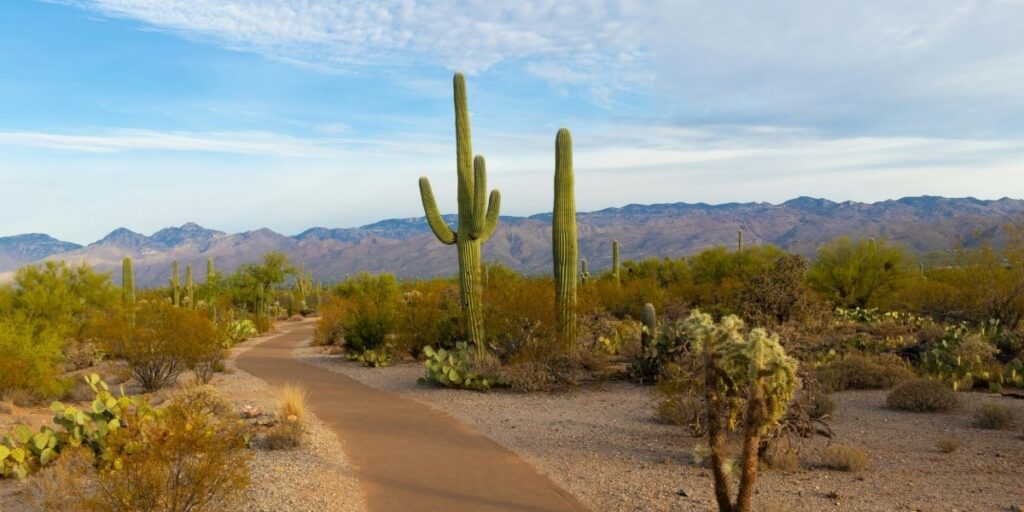 How Arizona Desert Blooms Inspire Outdoor Adventures