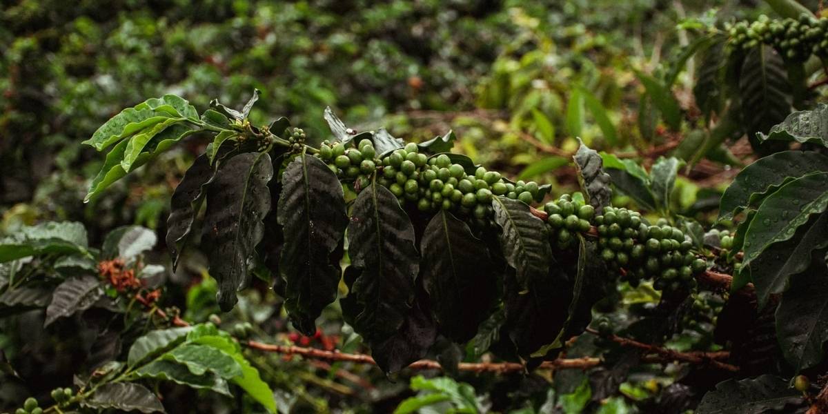 Sustainable Coffee Agriculture: From Bean to Brew