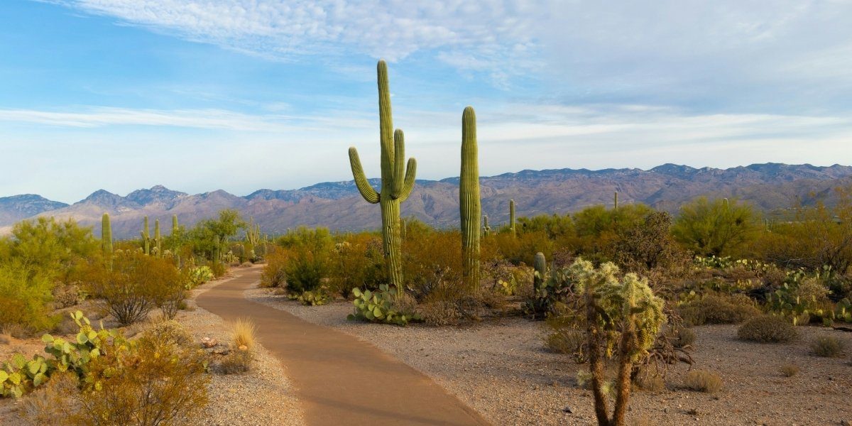 How Arizona Desert Blooms Inspire Outdoor Adventures